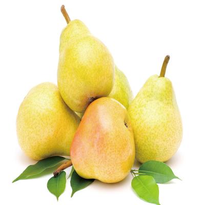 China 2020 fresh Shandong fresh pear for sale for sale