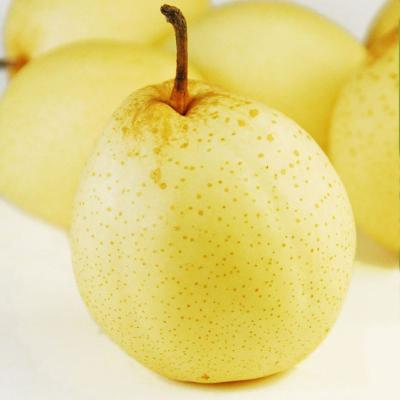 China Fresh Chinese Fresh Yellow Ya Pear for sale