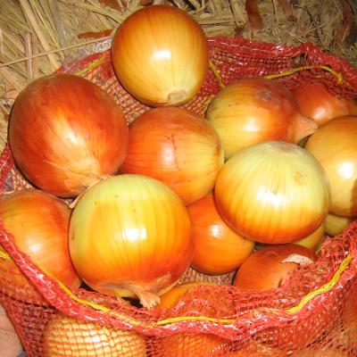 China Large fresh fresh onion for export Vietnam Malaysia Singapore for sale