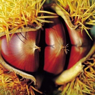 China Fresh good price fresh chestnut for sale in China Shandong for sale