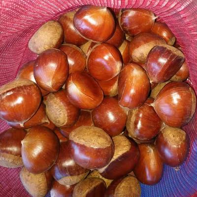 China new fresh cultivation chestnut price/china chestnut/wholesale chestnut for sale