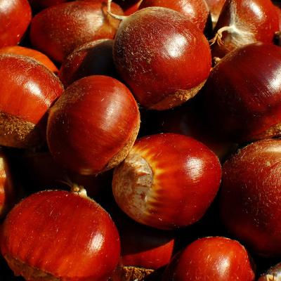 China Fresh Chinese Chestnut Factory Large Fresh Chinese Chestnuts for sale