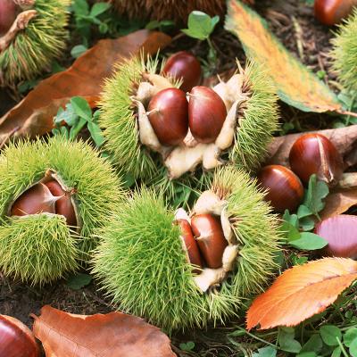 China New China Fresh Hot Halal Culture Certificate Selling Chestnut for sale