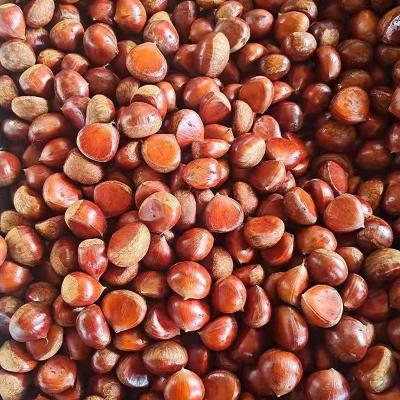 China Fresh chestnut of new season fresh Chinese raw chestnuts for export for sale