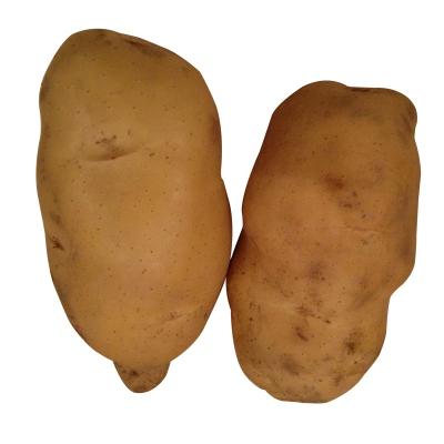 China Professional Fresh Holland Sweet Potato Seeds Organic China Supplier for sale