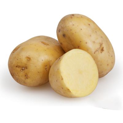 China Bulk Fresh Water Soluble Rich Nutritious Price Fresh Potato for sale