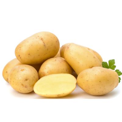 China New Cultivation Holland Potato Plant Potatoes Buyers Fresh Potato Prices for sale