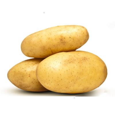 China New Cultivation Holland Potato Plant Potatoes Buyers Fresh Potato Prices for sale