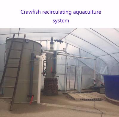 China Indoor High Density RAS Aquaculture Freshwater Crayfish Farm for sale