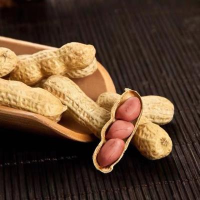 China Dried High Quality Non Transgenic Raw Organic Nutritious Peanut Kernels With Various Flavors for sale