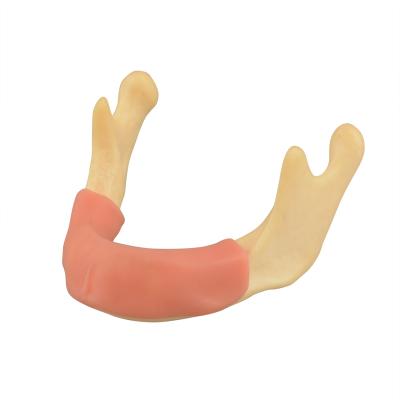 China Resin Anatomical Bone Model Lower Jaw Teeth Dental Study Model with Gum for sale