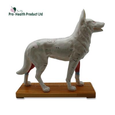 China PVC+ABS Medical Acupuncture Dog Model For Teaching for sale