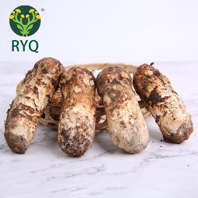 China RYQ Fresh Matsutake 40g Top Selling Matsutake Mushroom Price For Canned Mushroom for sale