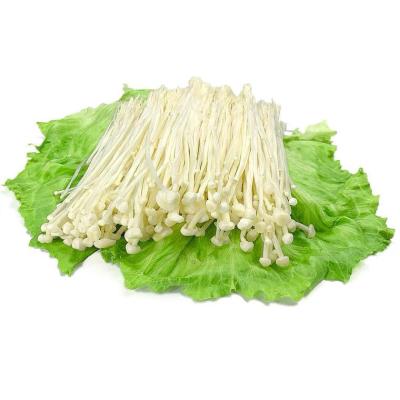 China Healthy In Sale Fresh Mushroom For Enoki Pasta Sauce Long Shelf Life Spreads To Eat Fresh For Bulk Daily Dish for sale