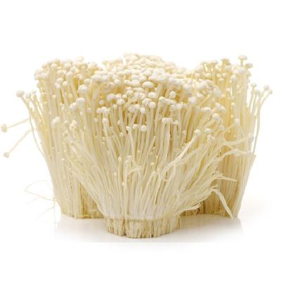 China Bulk Healthy Factory Supply Fresh Enoki Mushrooms Foam Packing 10kg for sale