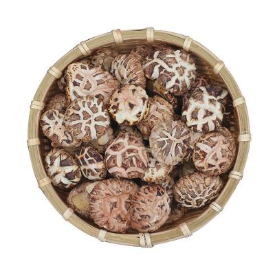 China Selected mushroom delicious price dried fresh shiitake mushroom sale magic spread shiitake mushroom slices for sale