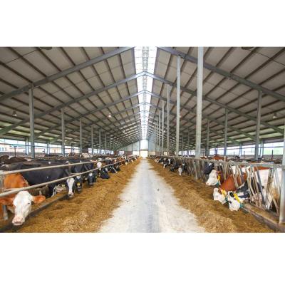 China Best hotel design cow farm cattle building steel structure cow shed barn for sale