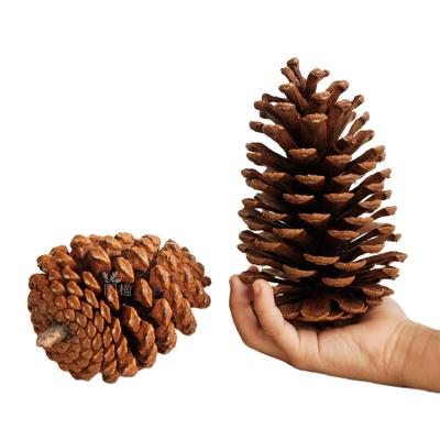 China 1-10cm Wooden Pine Cones Christmas Decorations Creative Display Photographic Props for sale