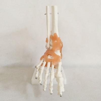 China Natural Animal Specimen Section Tissue Class Bigfoot Joint Model Bone Anatomical Model with Ligaments Hzq-8965 for sale