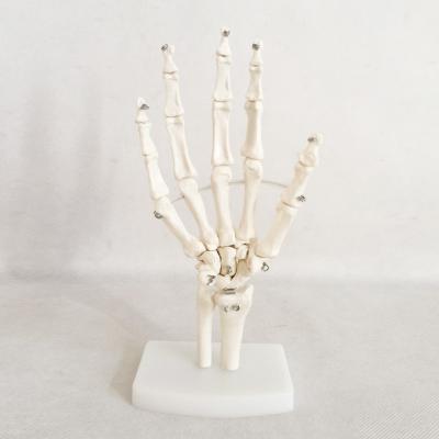 China Natural Hand Hzq-8965 Common Animal Specimen Section Tissue Class Model Big Bone Anatomical Model for sale