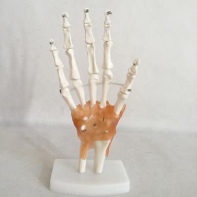 China Common Bone Section Tissue Class Model Animal Natural Hand Large Specimen Anatomical Model with Ligaments Hzq-8965 for sale