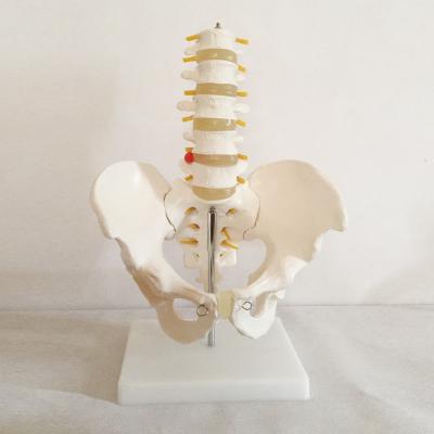 China Natural Five-segment Hzq-8965 Animal Specimen Section Tissue Class Pelvic Girdle Lumbar Model Big Bone Anatomical Model for sale