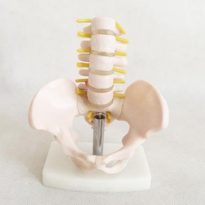 China Small Pelvic Girdle Five Class Tissue Section Animal Specimen Anatomical Bone Model - Segment Hzq-8965 Lumbar Model for sale