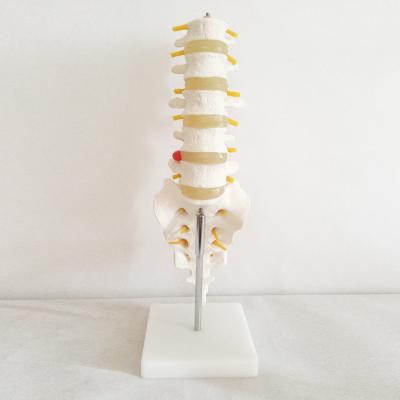 China Natural Animal Specimen Section Tissue Class Model Anatomical Bone Model Large Lumbar Vertebrae With Tail Vertebrae Hzq-8965 for sale