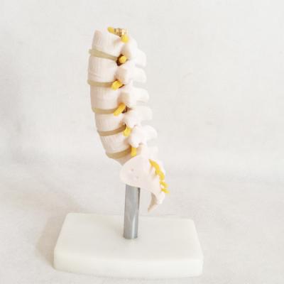 China Small Anatomical Bone Model Section Tissue Class Lumbar Animal Specimen Model With Tail Vertebrae Hzq-8965 for sale