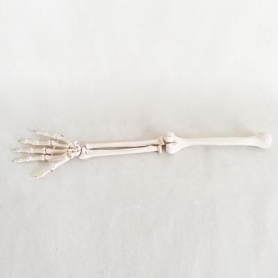 China Natural Upper Limb Hzq-8965 Animal Specimen Section Tissue Class Model Large Bone Anatomical Model for sale