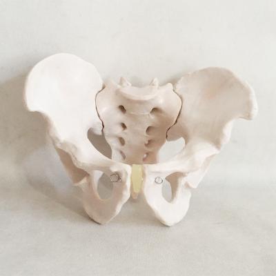 China Male Pelvis Hzq-8965 Animal Specimen Section Tissue Class Model Bone Anatomical Model for sale