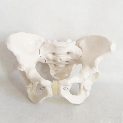 China Female Pelvis Hzq-8965 Animal Specimen Section Tissue Class Model Bone Anatomical Model for sale