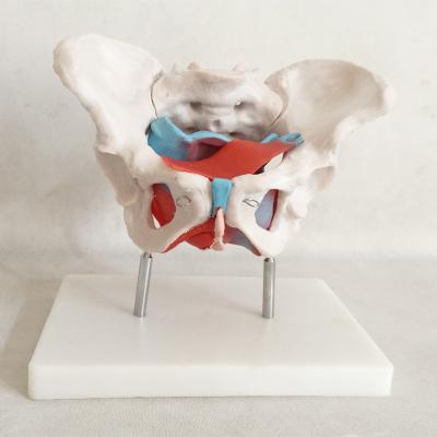 China Animal Specimen Section Tissue Class Pelvic Muscle Bone Anatomical Model and Female Pelvic Hzq-8965 Floor Model for sale