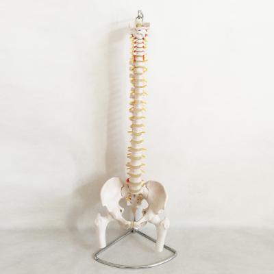 China Natural Tissue Class Section Animal Specimen Bone Anatomical Model Big Spine with Bone Hzq-8965 Half Pelvis and Leg Model for sale