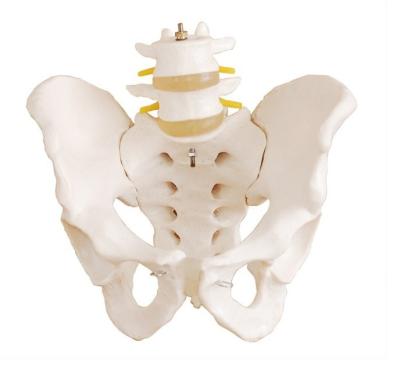 China Natural Two-segment Hzq-8965 Animal Specimen Section Tissue Class Lumbar Girdle Pelvic Girdle Model Big Bone Anatomical Model for sale