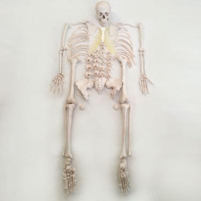 China Animal Loose Bone Hzq-8965 Tissue Anatomical Section Class Bone Specimen Whole Body Model for sale