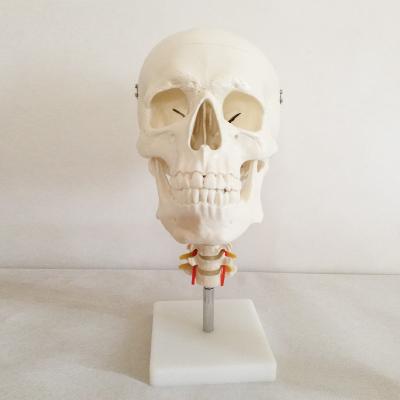 China Tissue Anatomical Model Section Class Bone Specimen Animal Skull With Cervical Spine Hzq-8965 Model for sale