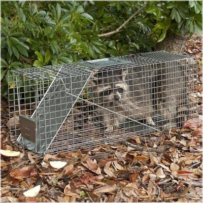 China Live Raccoon Traps Viable Cage For Sale To Trap Raccoons for sale