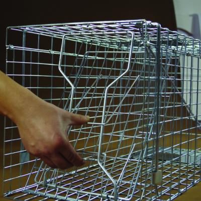 China 2019 Supplier Viable Hot Sale China Marten Cage Trap Collapsible Animal Humane Trap Cage for sale