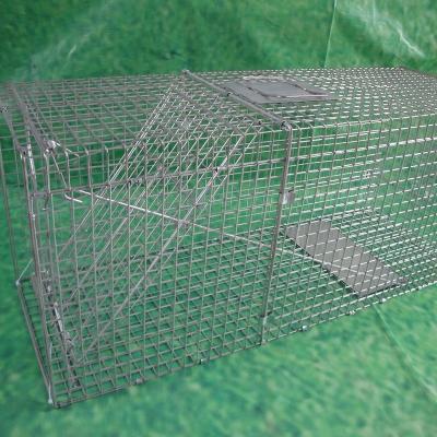 China Viable Live Animal Trap 3.0mm Diameter Wire Stain Heavy Duty Welded Mesh Collapsible Animal Trap Cage Folding Fox/Dog Trap Cage for sale