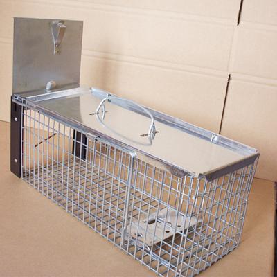 China Live Animal Trap Cage Feral Viable Large Collapsible Dog Cage Trap for sale