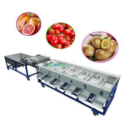 China Fruit Processing Plant Grapefruit Sorter Pomegranate Kiwi Grader Grader Citrus Automatic Feeding Sorter for sale