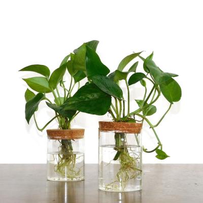 China Eco-friendly Plant Mini Greenhouse Propogation Planters Garden Desktop Decor With Lid for sale