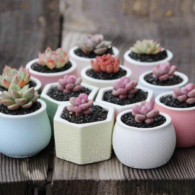 China Mini Pearl Chandelier Flowerpot Clay Color Green Plant Pot Office Planter Ceramic Porcelain Potted Succulent Floret Basin for sale