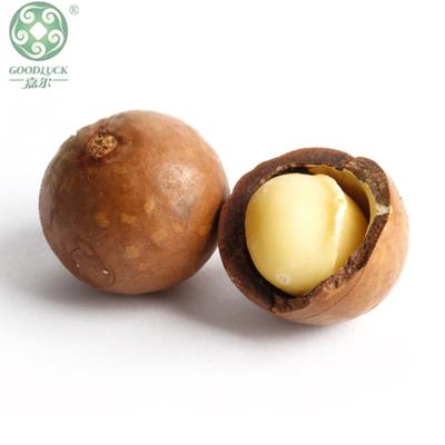 China Australian hazelnuts with the best quality and delicious dry without shell for sale