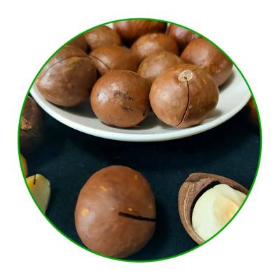 China Wholesale Price Cheap New Culture Macademic Dry Natural Nuts From Australia Hazelnuts for sale