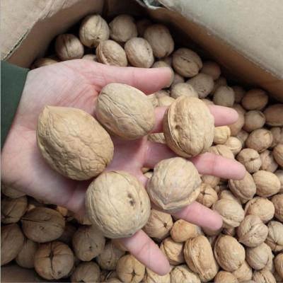 China China Cultured Dried Wholesale New Bulk Prices High Quality Cheap Dried Food Nuts for sale