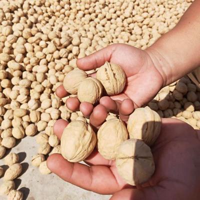 China Xinjiang snack natural raw high quality nuts dry bulk direct sales for sale