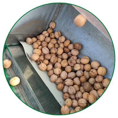 China High Quality Xinjiang Dry Wholesale Price 185 Shell Raw Walnuts for sale