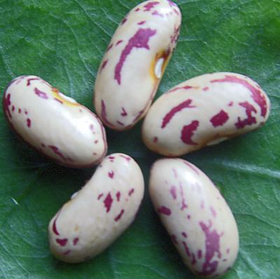 China New Culture Dried Rattlesnake Beans, Hybrid Pinto Beans for sale